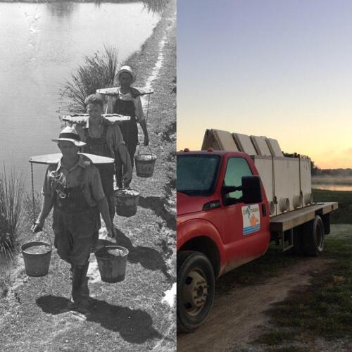 Ozark Fisheries Fish transport then and now