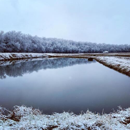 Ozark Fisheries Pond snow relections