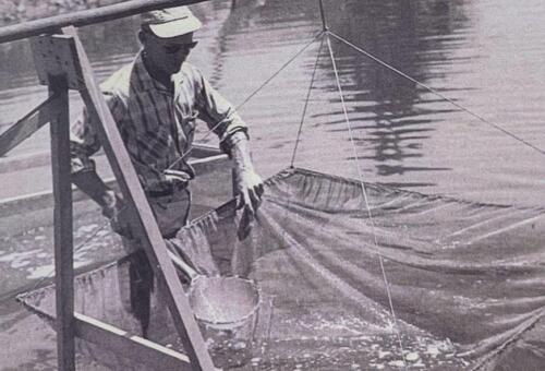 Ozark Fisheries seining historical 2